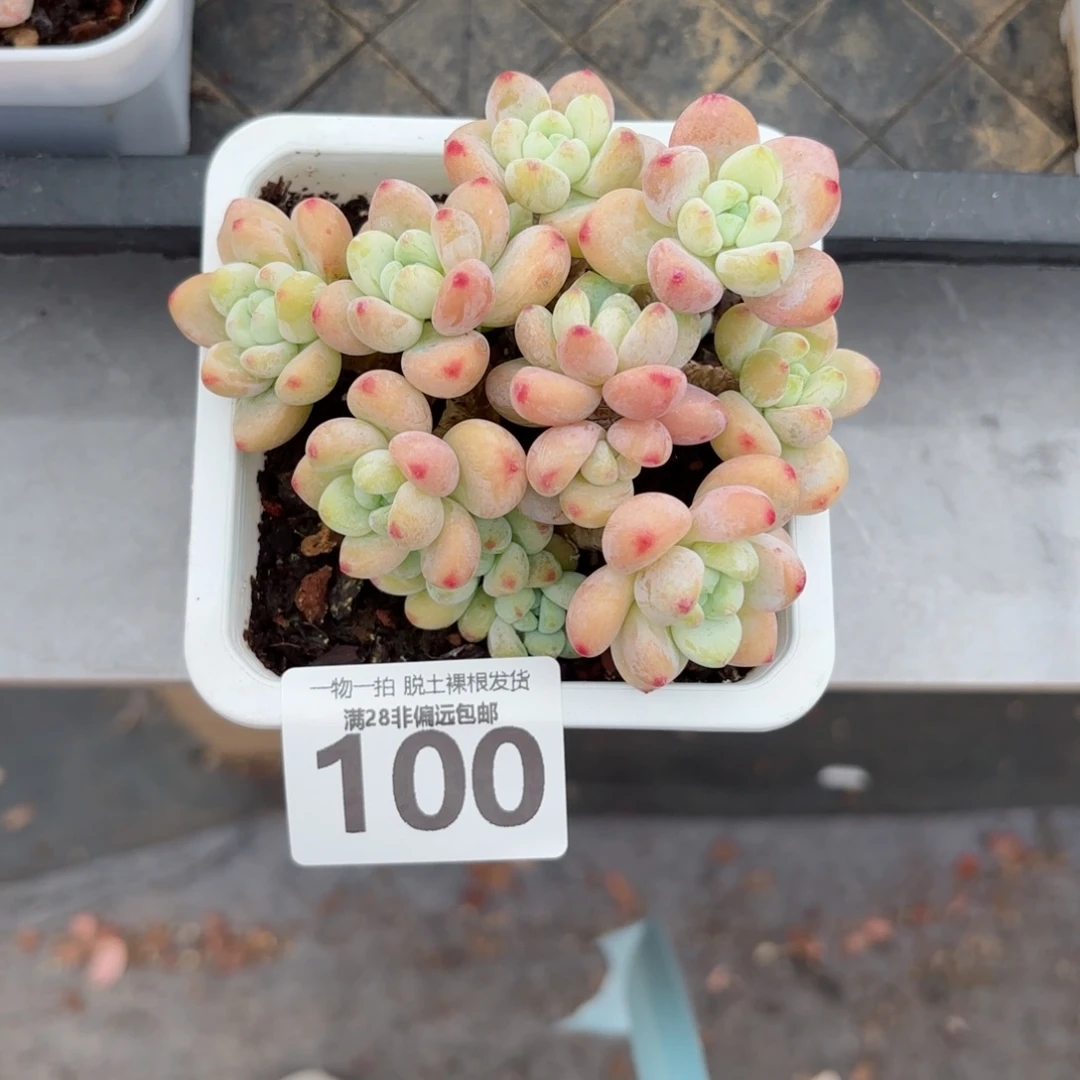 樱花罗绮老桩无盆土发货