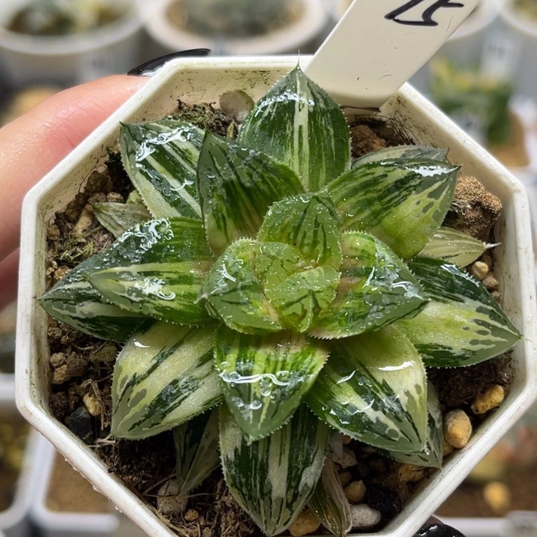 74赤富士寿锦极上斑福利专场