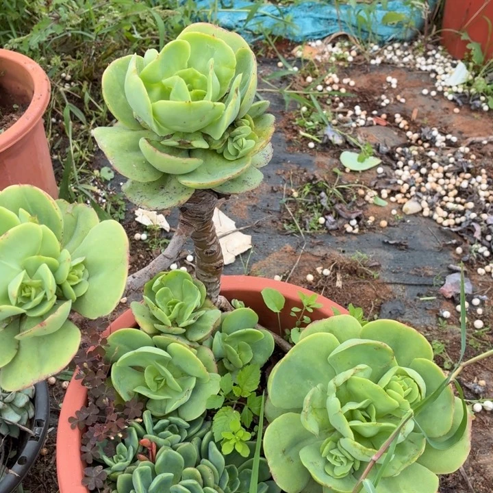 碧桃。。。。。。。。。。。。。。。。。。