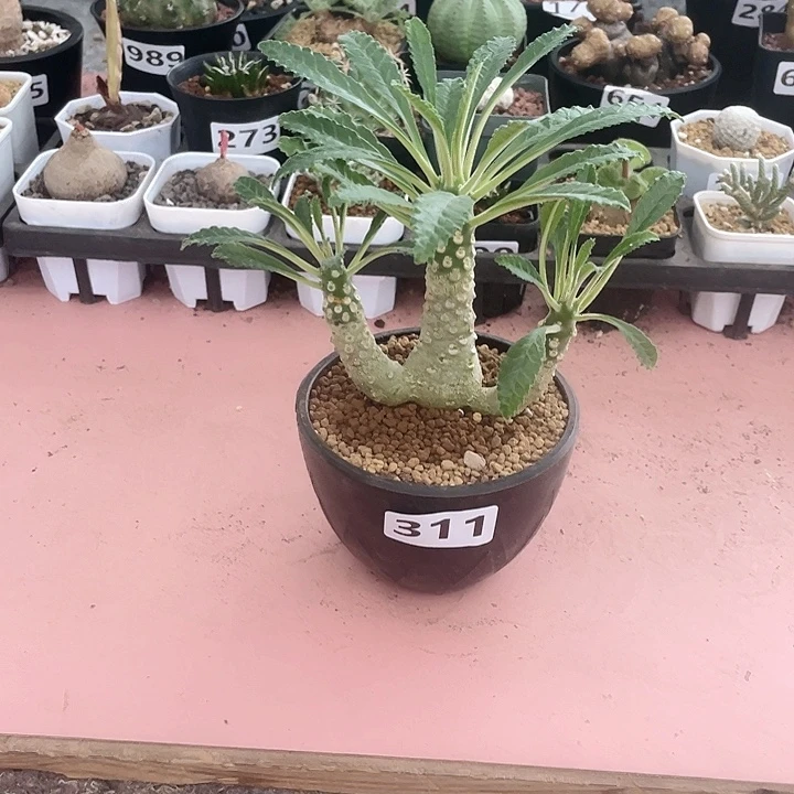 311椰子琉桑块根,