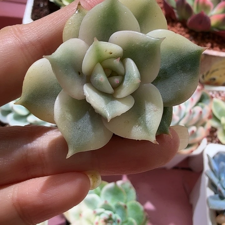 贝加尔湖锦，多肉植物