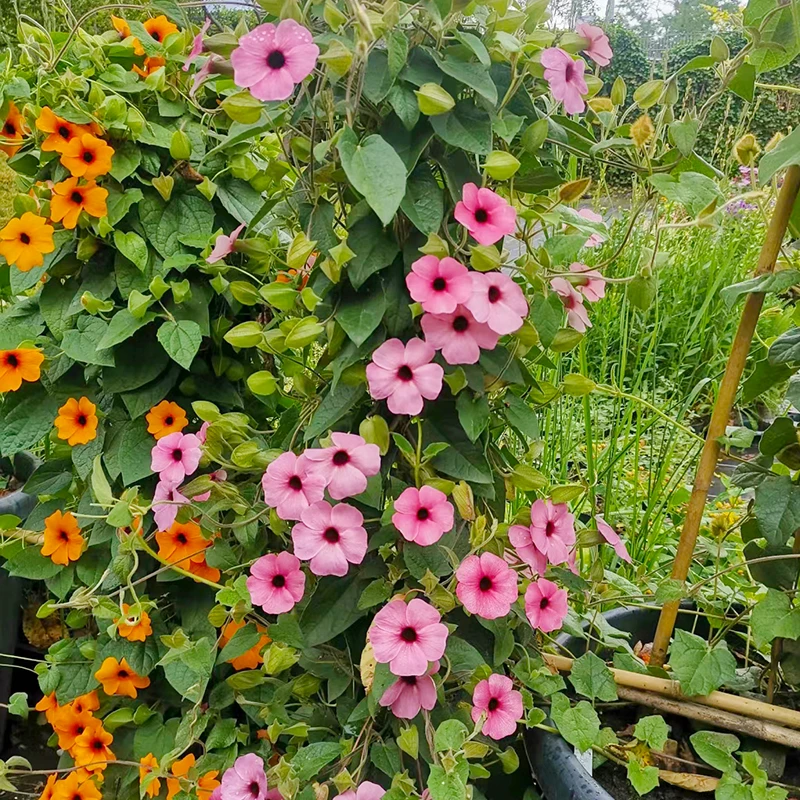 黑眼苏珊(爬藤植物 耐热 花期长 爆花机器)庭院阳台开花植物