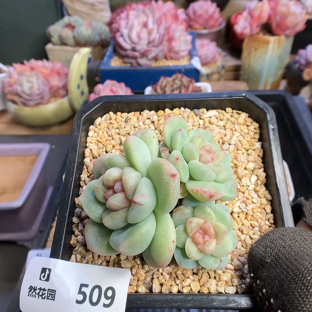 509冰雨石化多肉植物