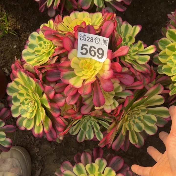 569舞天姬多肉植物