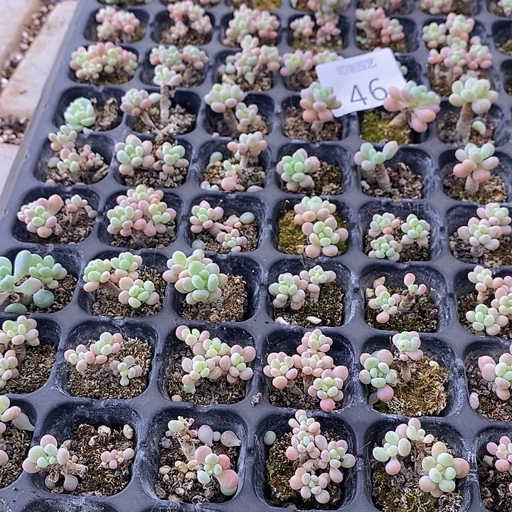 46 多肉植物盆栽花卉