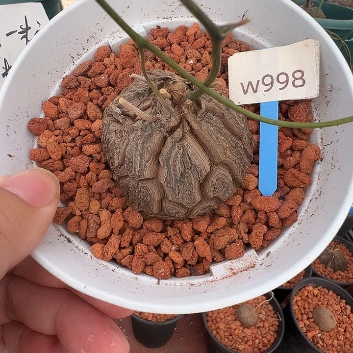 多肉植物专拍 一物一拍 墨西哥龟甲龙998