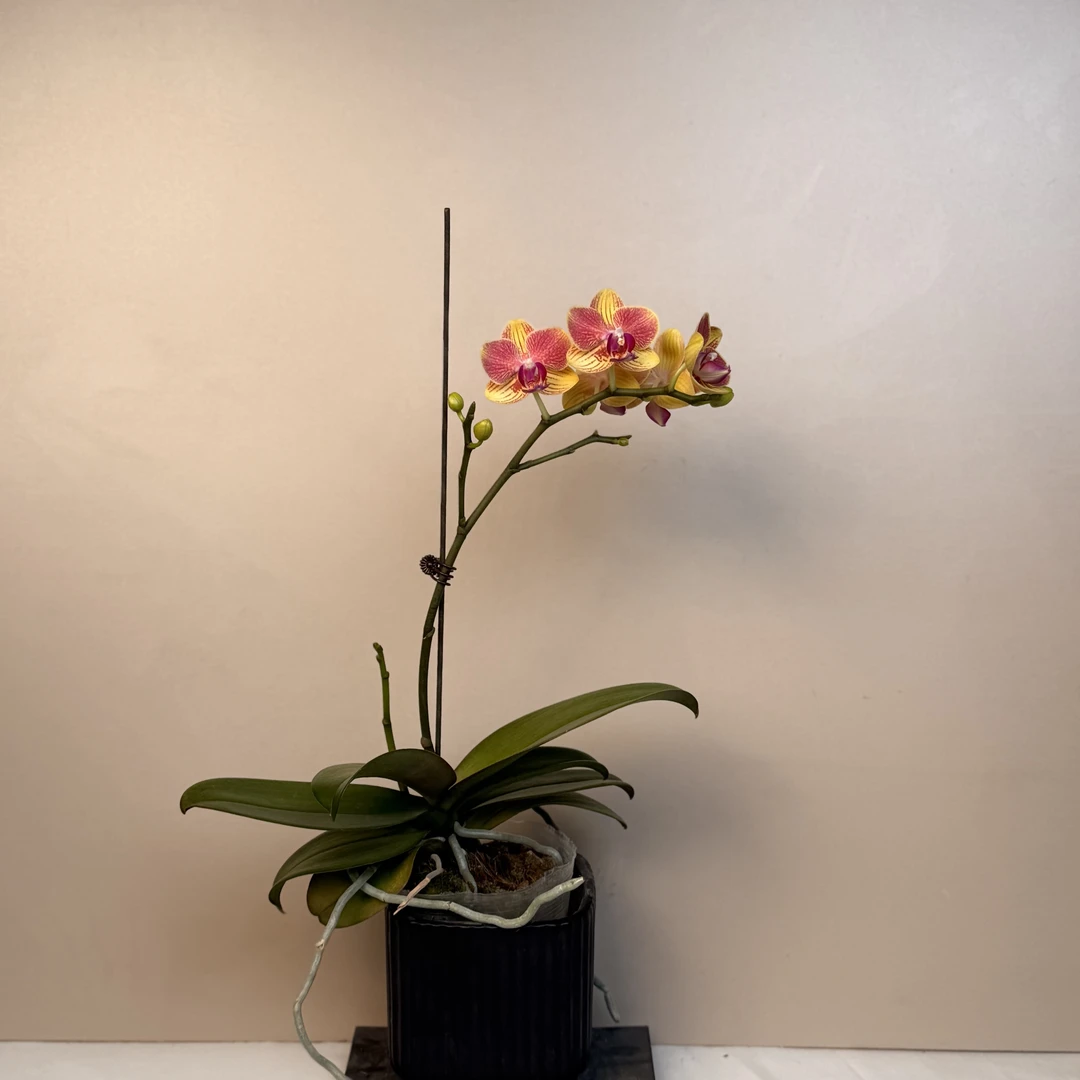 明兰花卉蝴蝶兰【蜂蜜】3.5寸带花带花苞发货