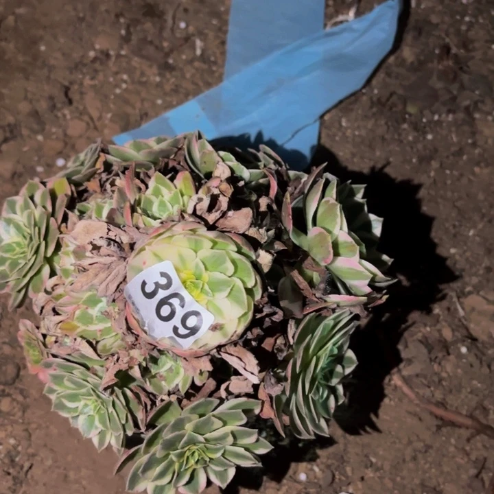 369粉海王多肉植物不售后