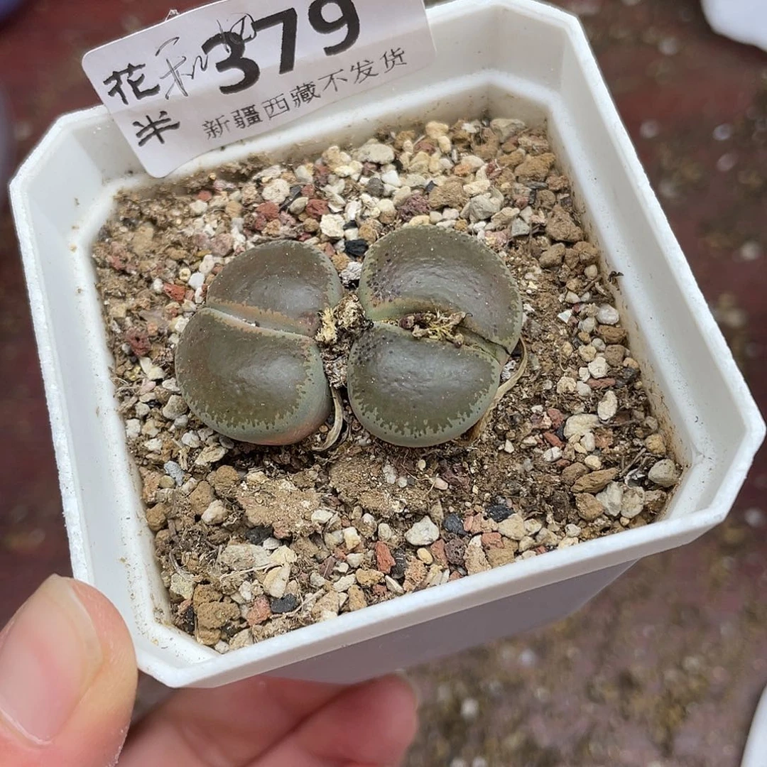 379000000花花花花花花花花