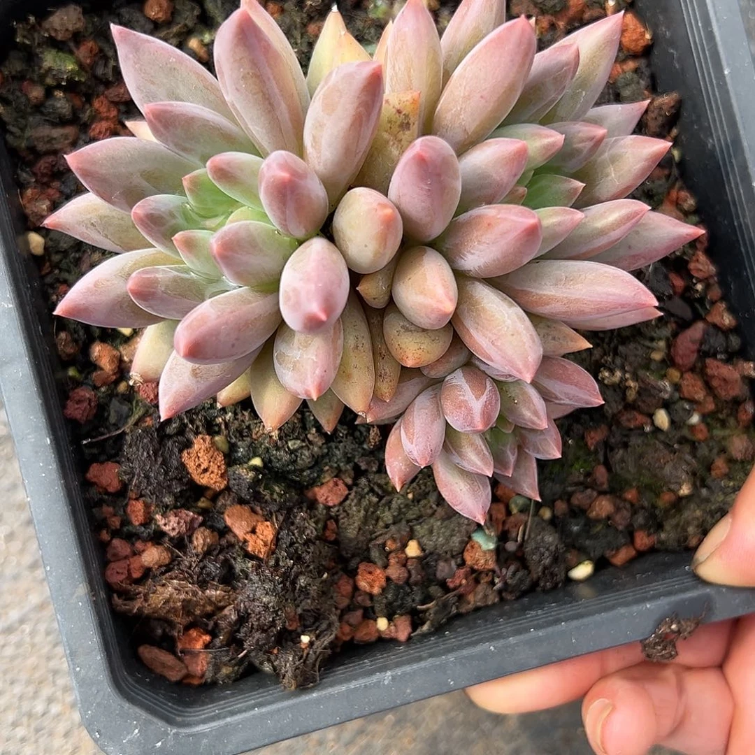 【闪购商品】无花朵水晶球