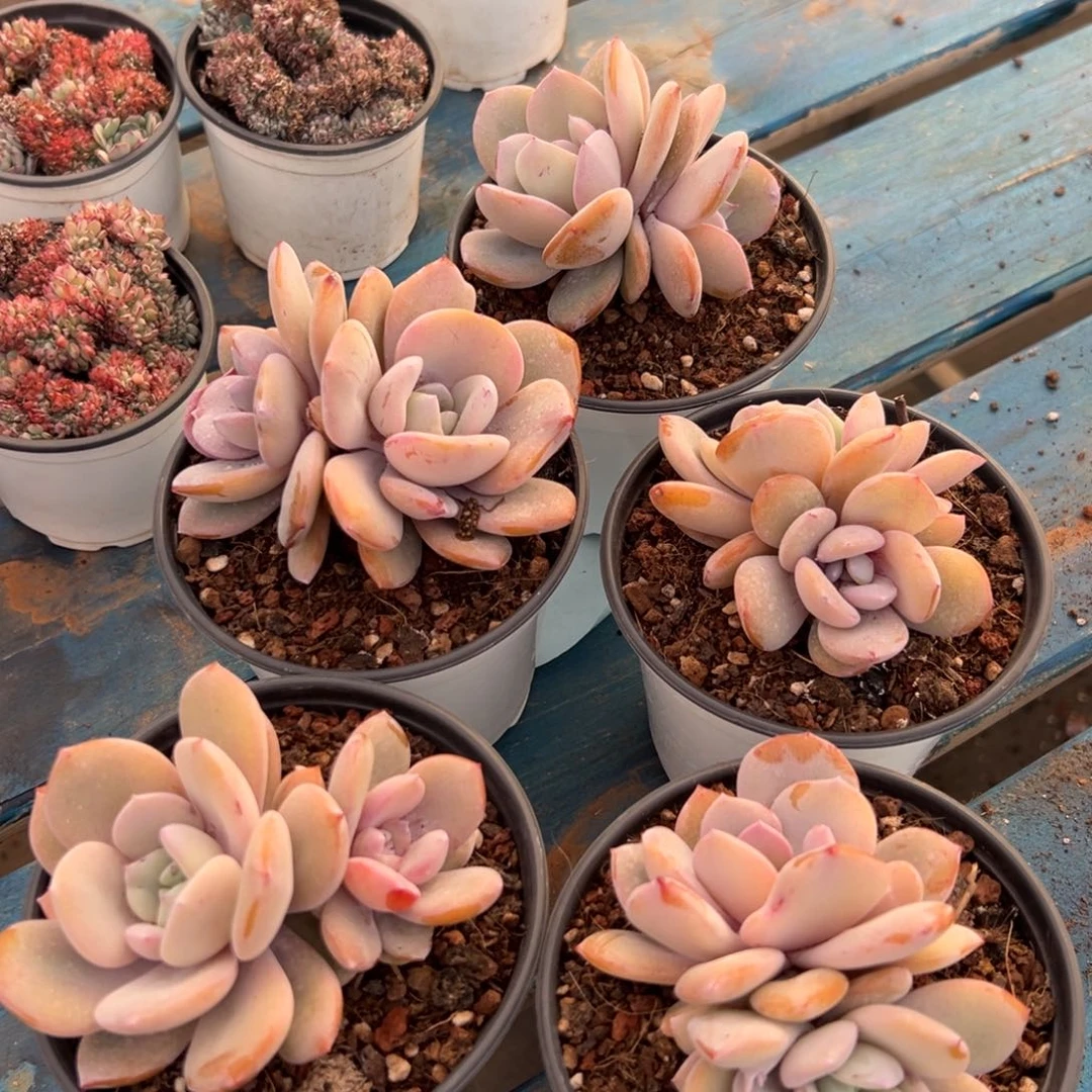 奶茶状态双头一颗