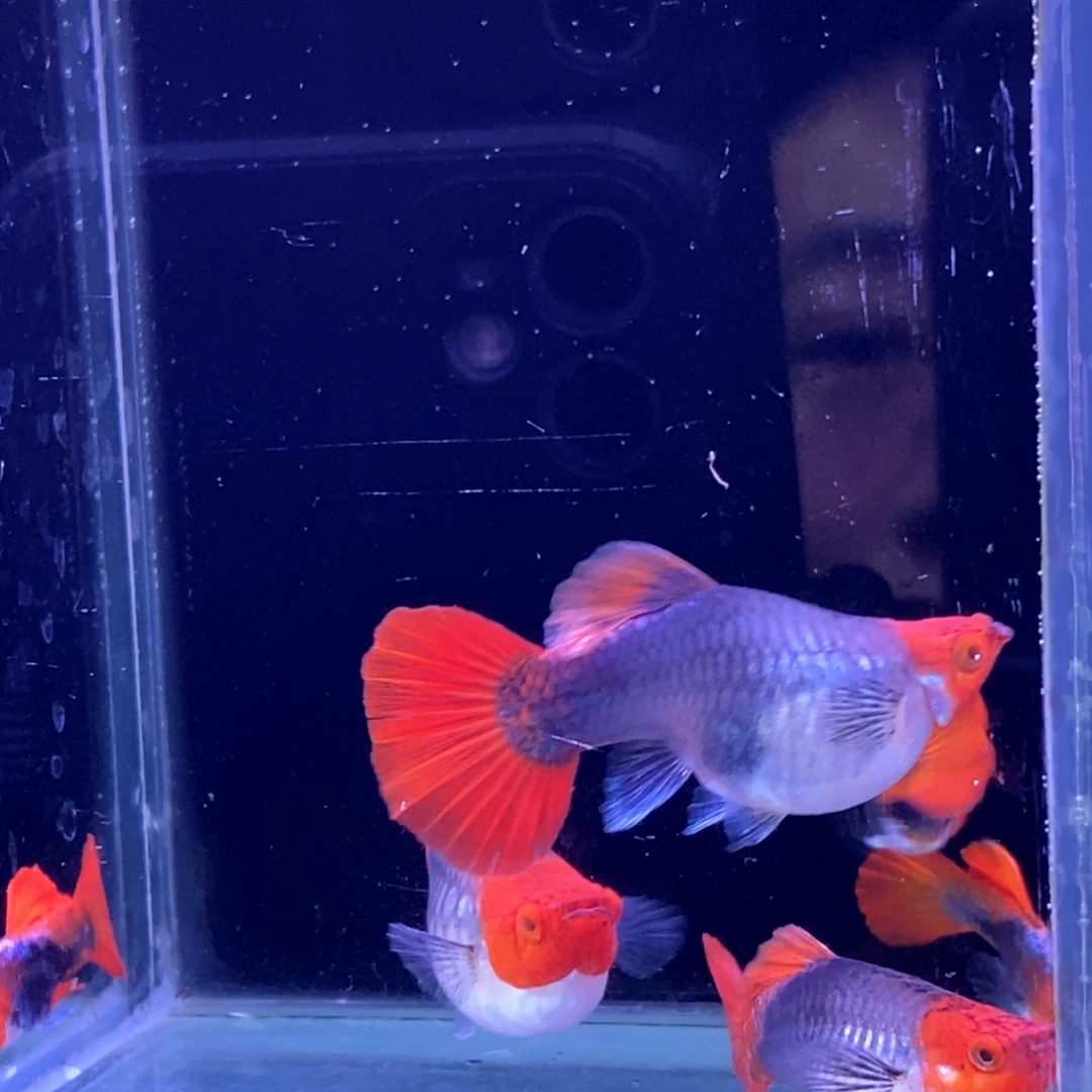 孔雀鱼蓝贵族短3对