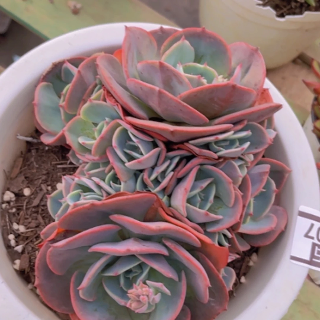 【闪购商品】红粉台阁02207