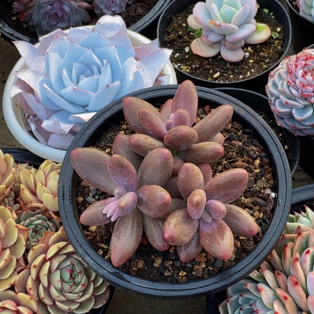 醉*风48包邮一物一拍多肉植物