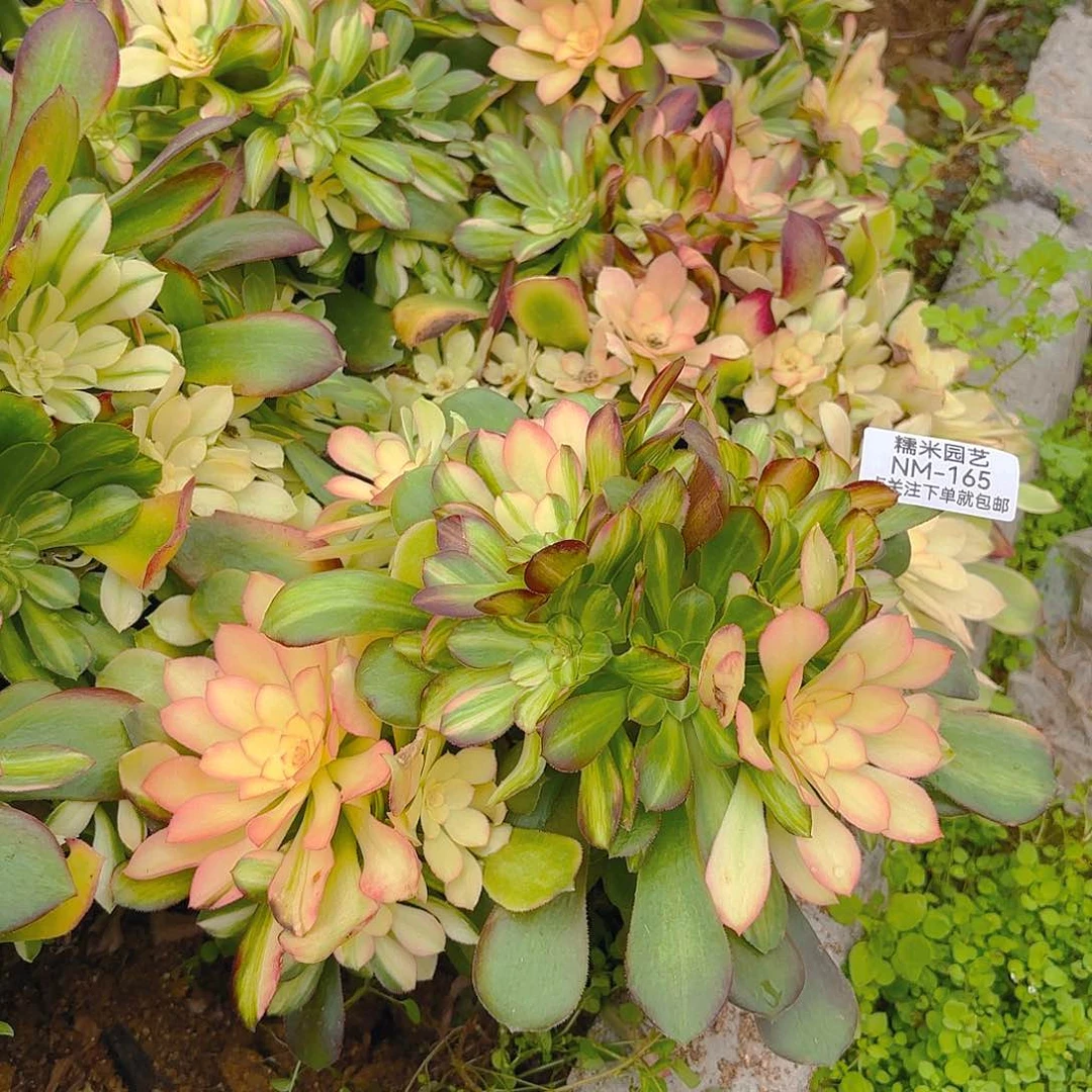 绍七彩砍头群多肉植物165