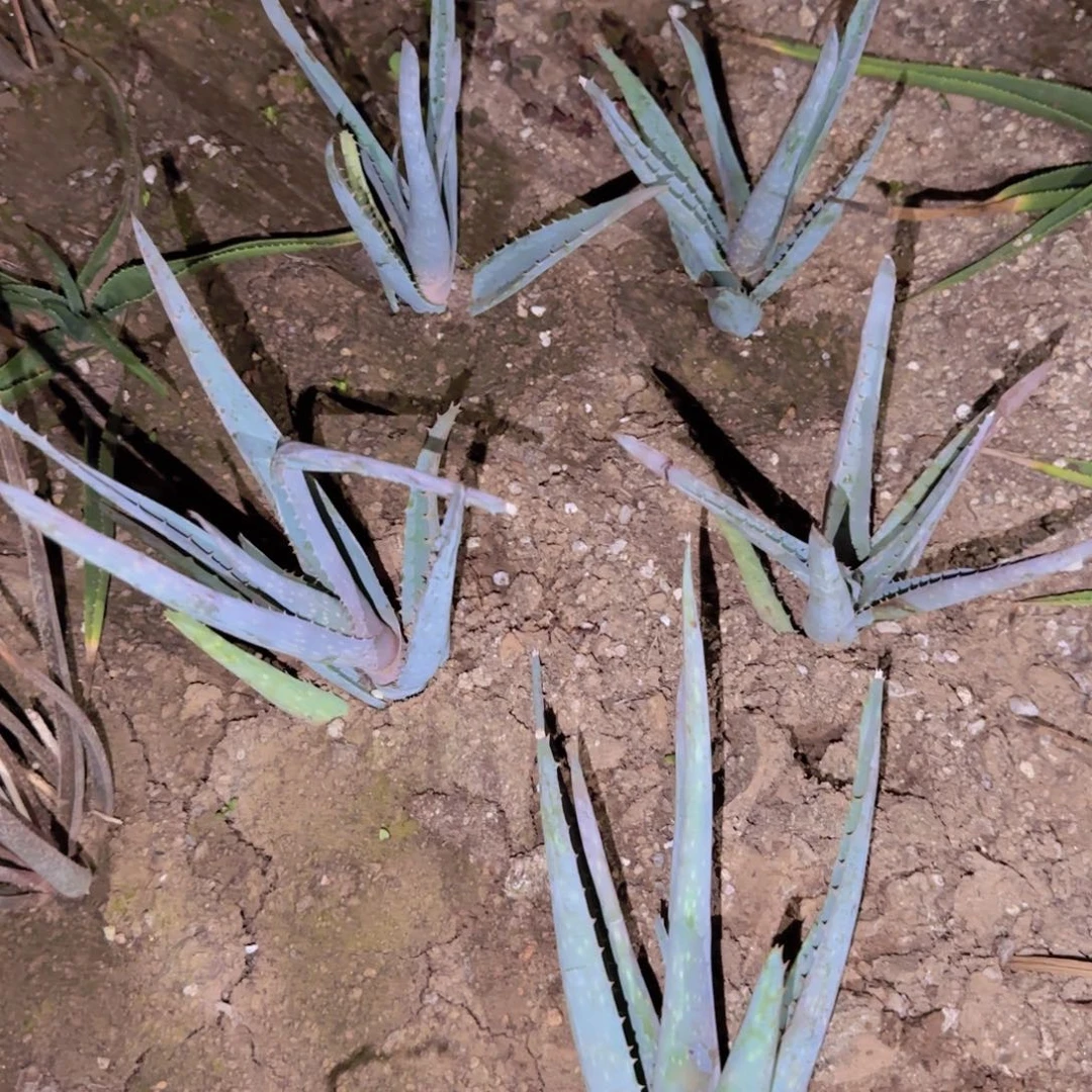 块根植物块根植物