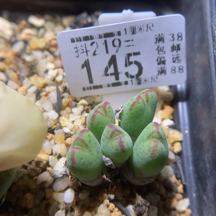 精品生石花219.145斑马