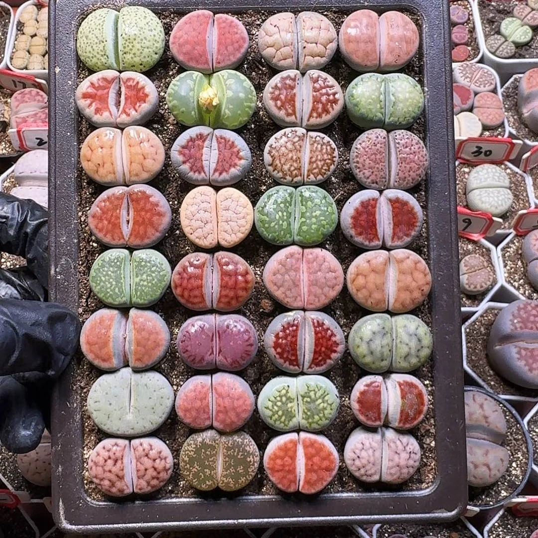 生石花111111。 脱土带盆土。  127