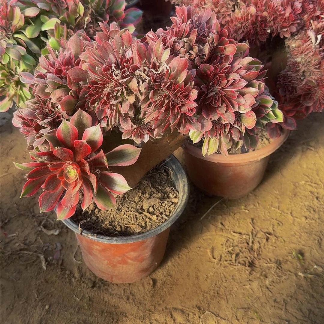 爱****姐女神缀化脱土发货