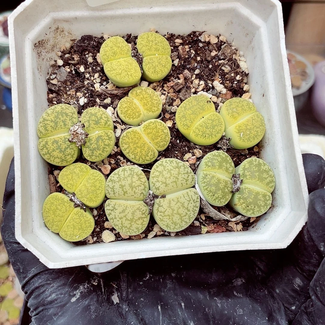 生石花18包邮0915-119