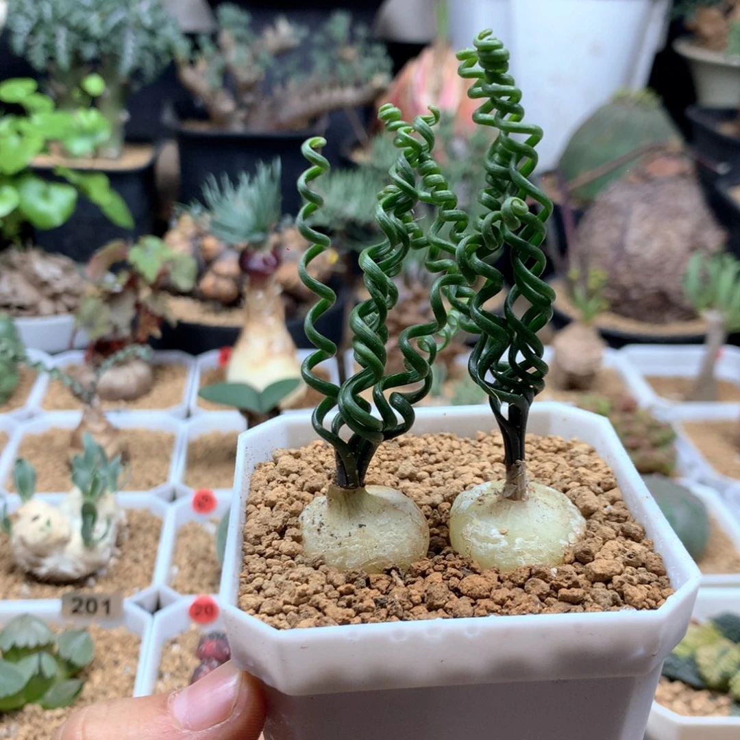 钢丝弹簧草多肉带盆