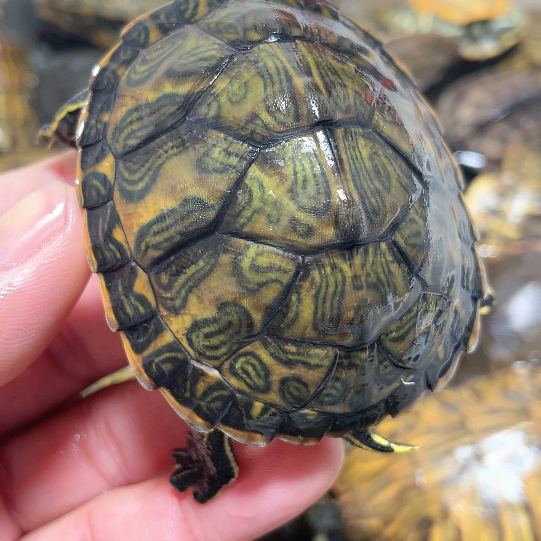 宠物龟不分公母6.5