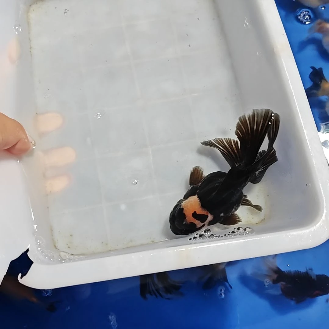 金鱼泰狮金鱼冷水好养