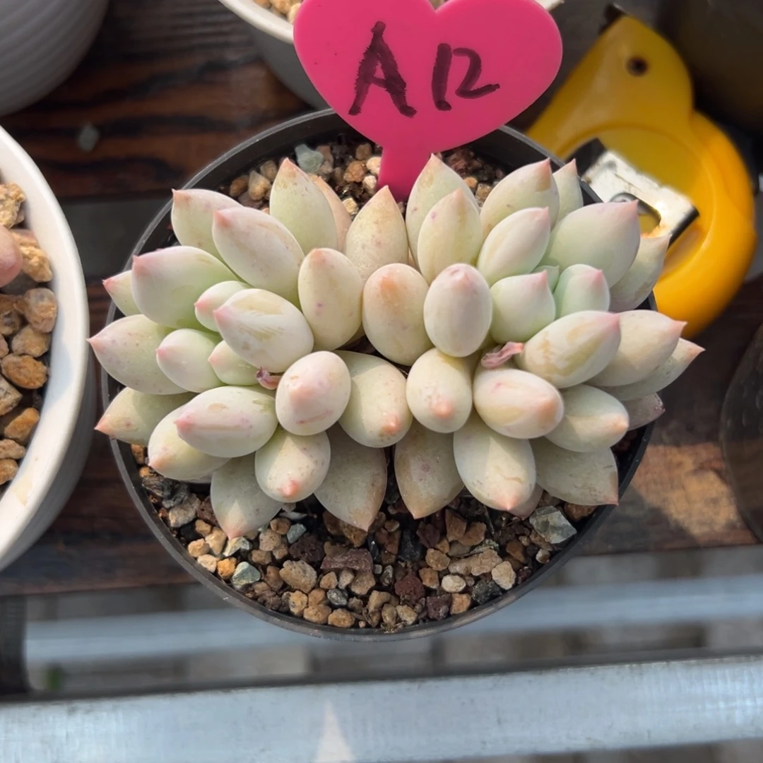 多肉植物一物一拍