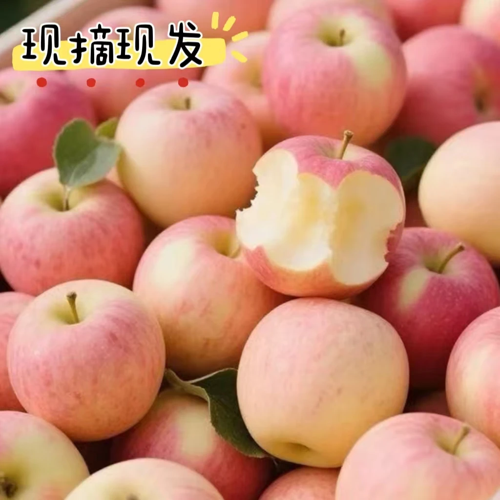 【小支书】2025昂林苹果脆甜多汁烟台栖霞苹果产地直发