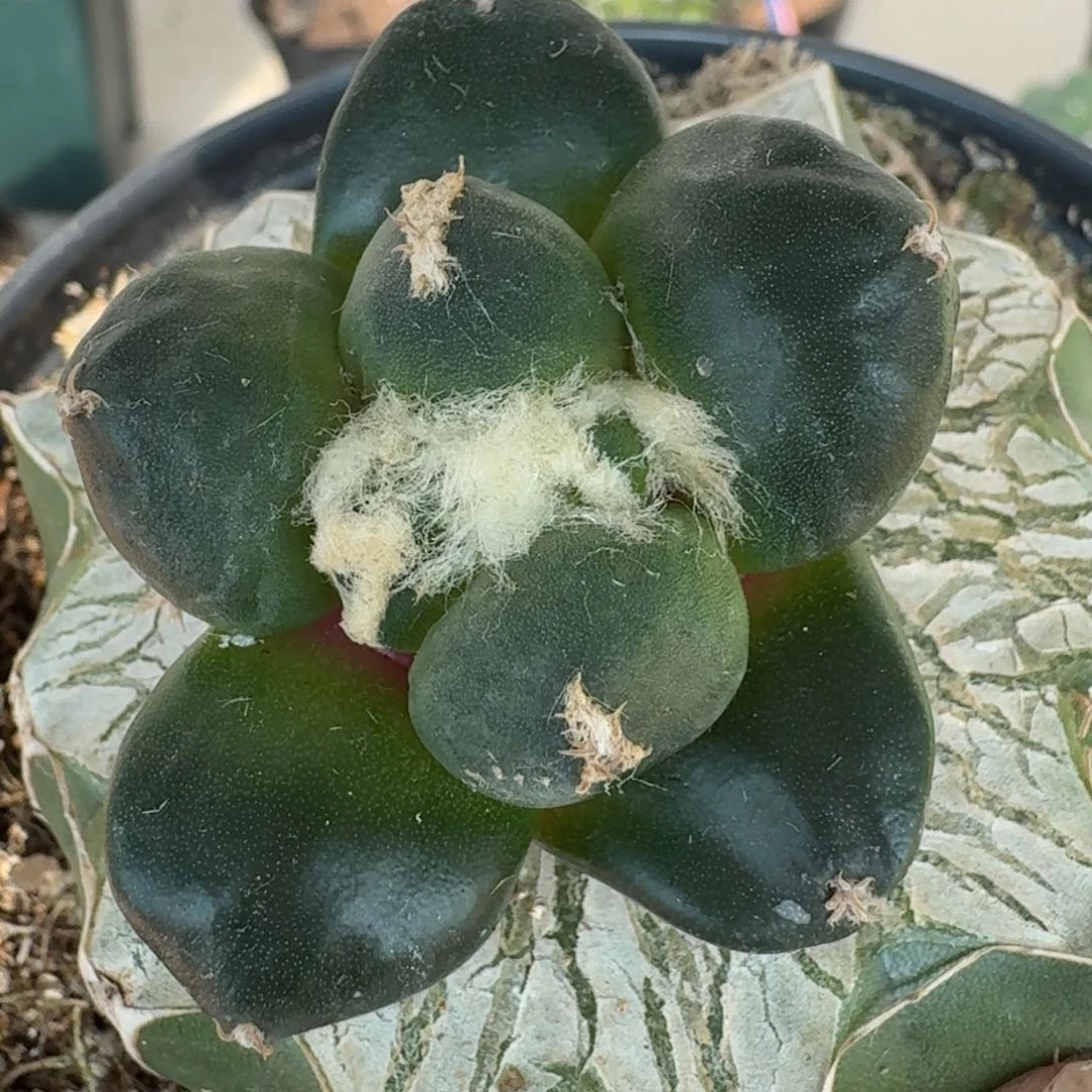 【闪购商品】达摩蛋尤104