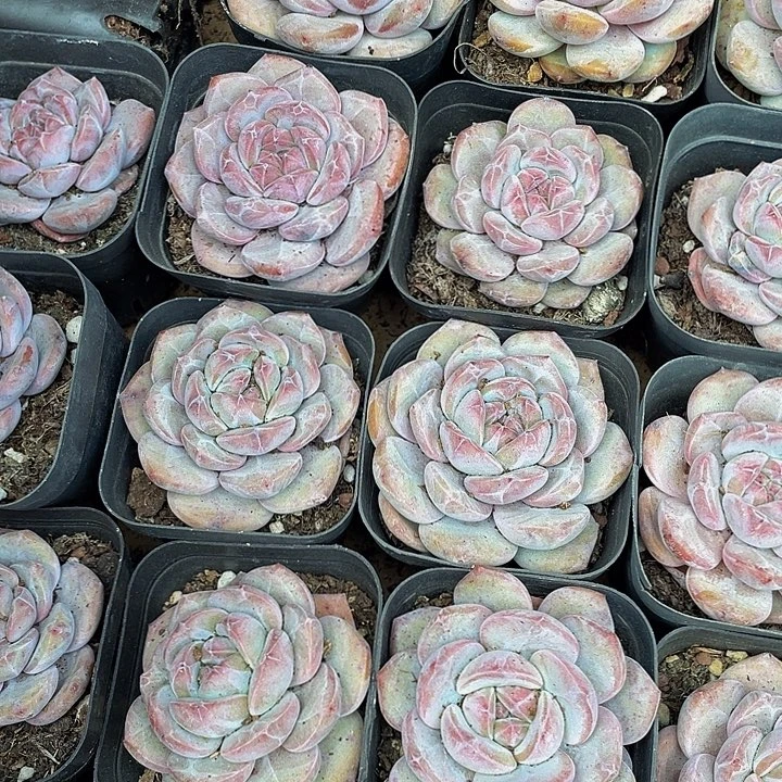 6.5方网红星影带盆