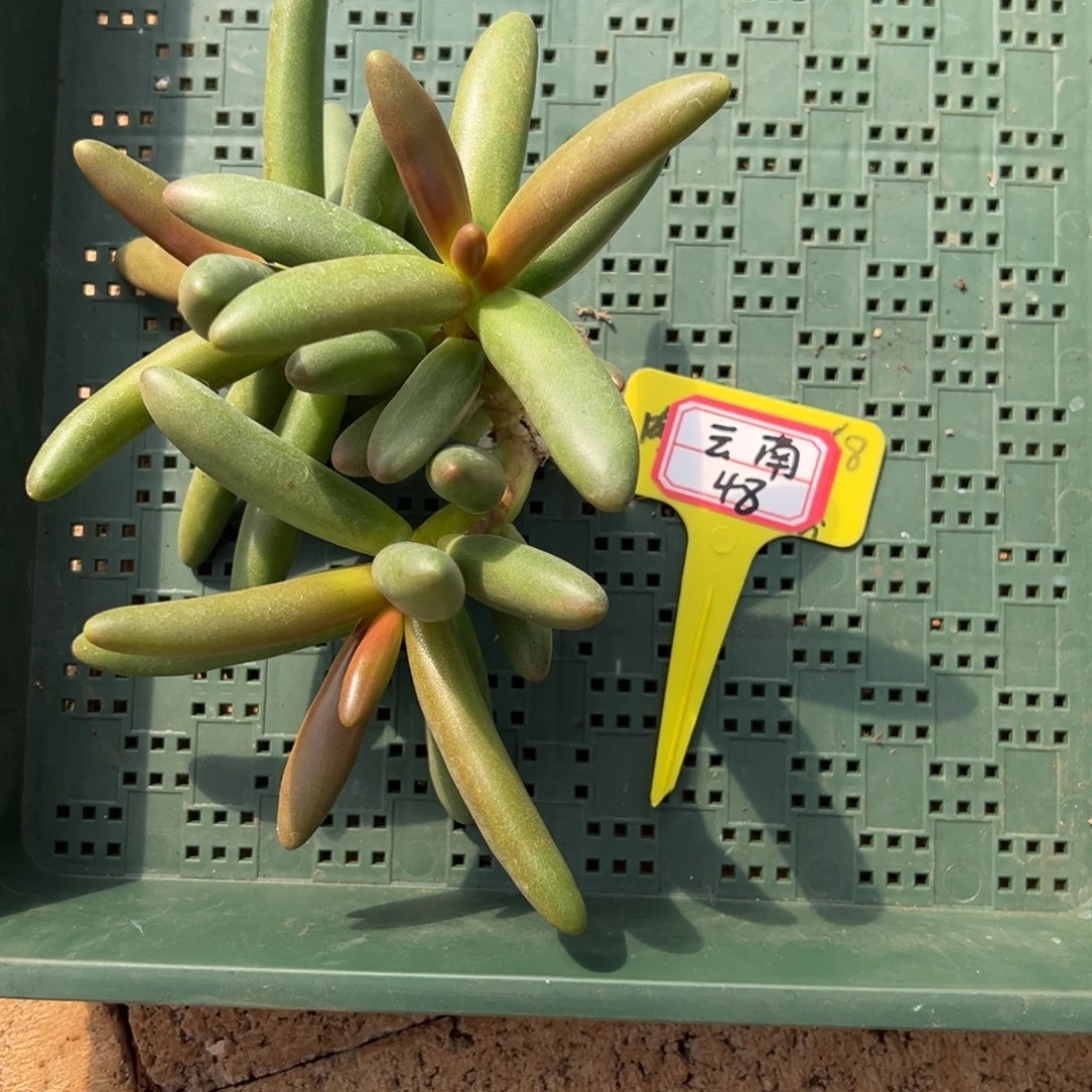 珈***店云南48。