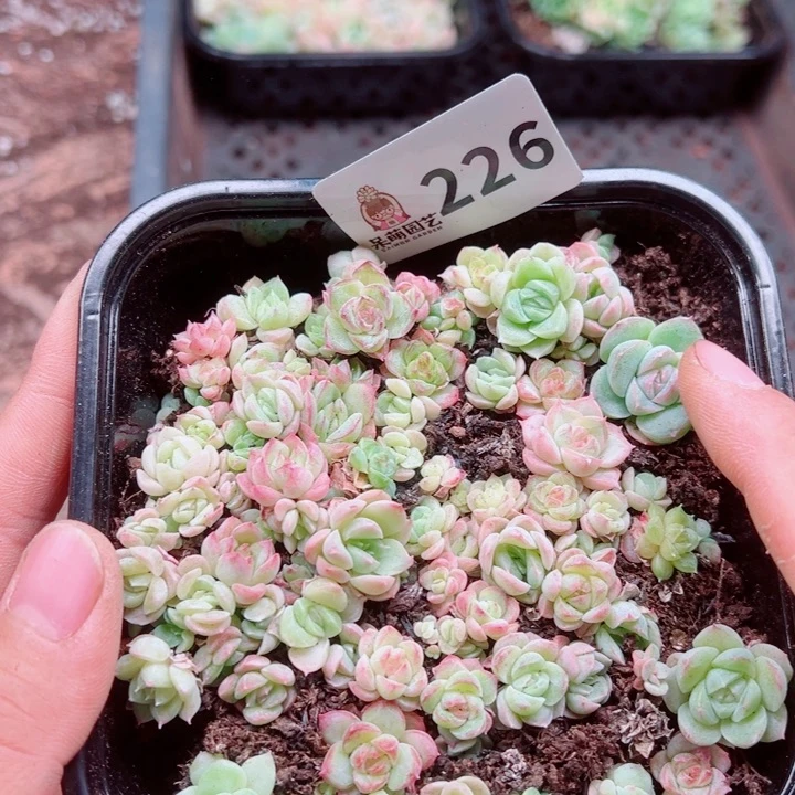 多肉植物多肉植物