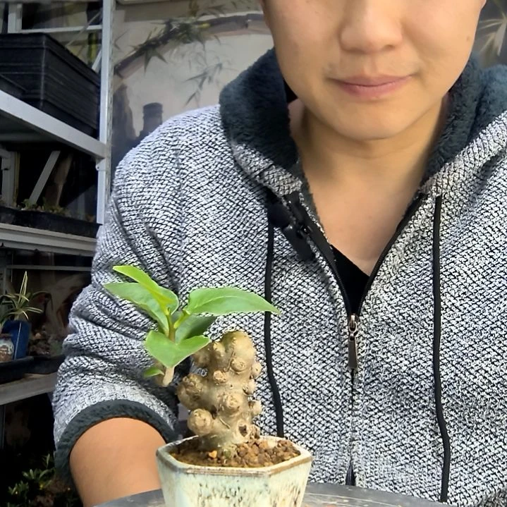 临***女中青园艺一物一拍花136