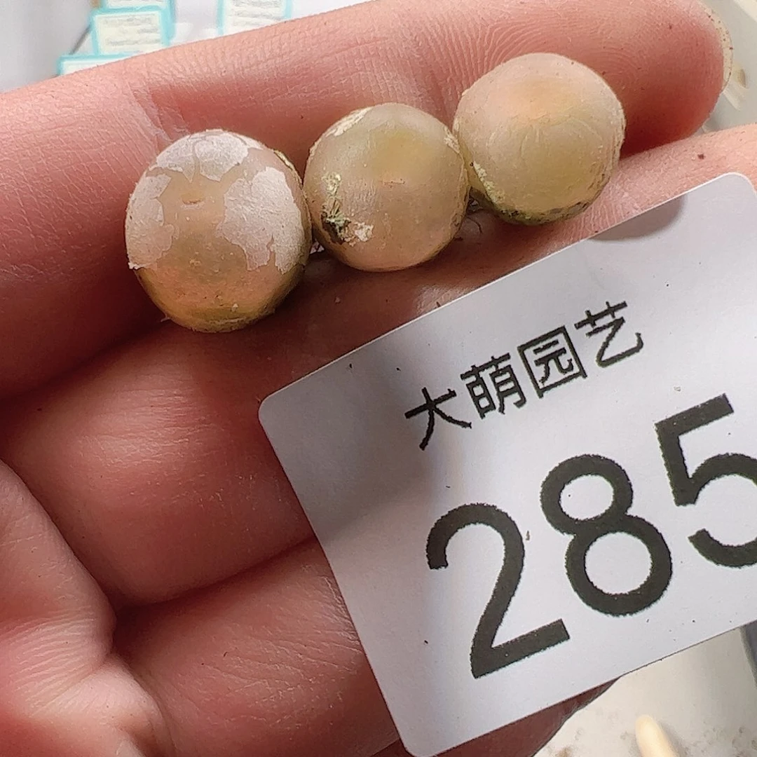 0000285 一物一拍……