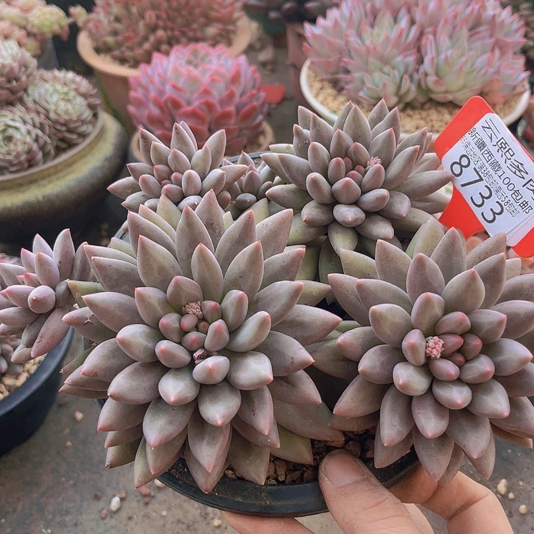 8733红蜻蜓有砍，多肉植物