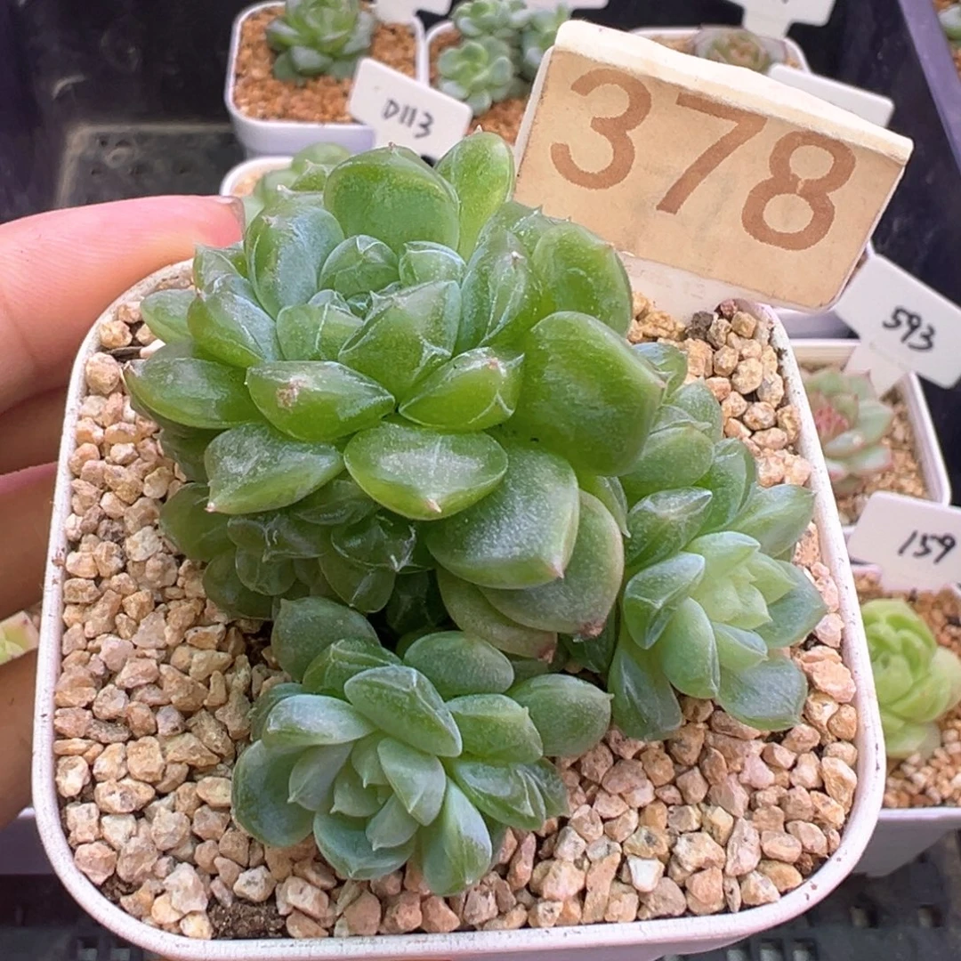 378号泼天富贵5头