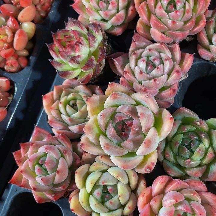 小东云杂1元带土发