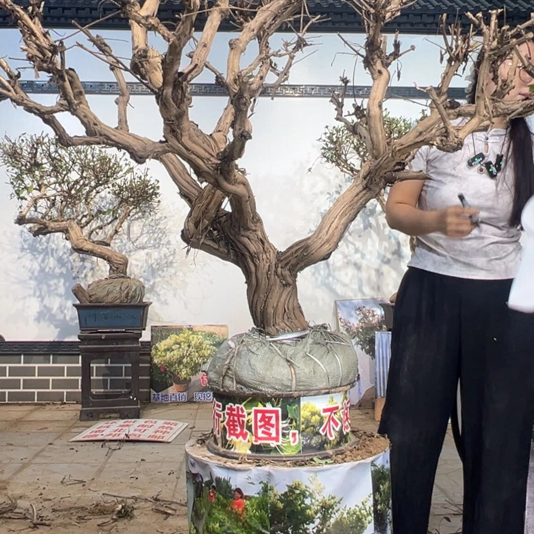 无花朵金银花88888