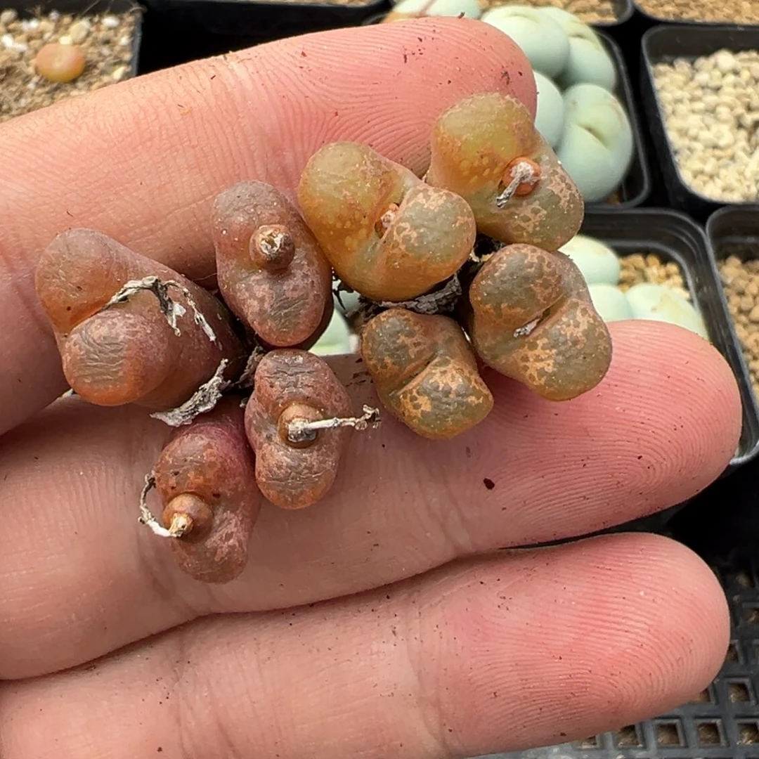 6-57肉锥多肉植物