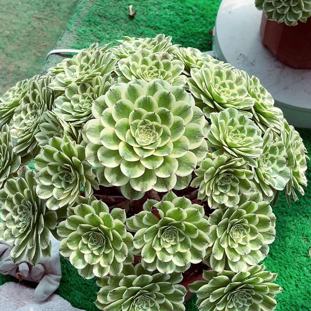 法师多肉植物碧浪