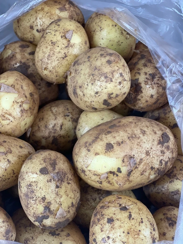 农家高山黄皮黄心新鲜土豆沙面口感应季蔬菜