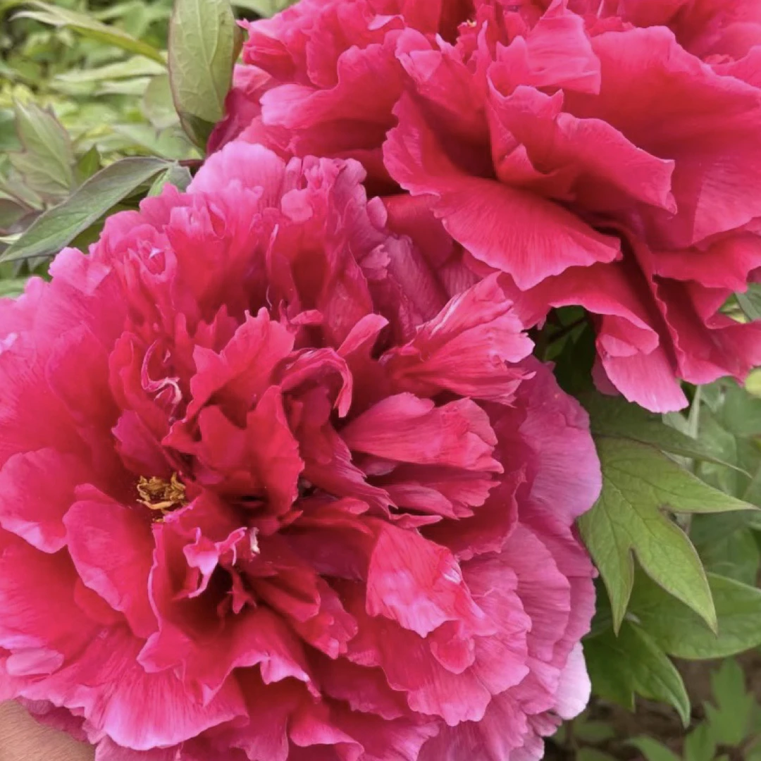 正宗菏泽重瓣牡丹花苗进口品种耐寒耐热好养适合室内庭院盆栽