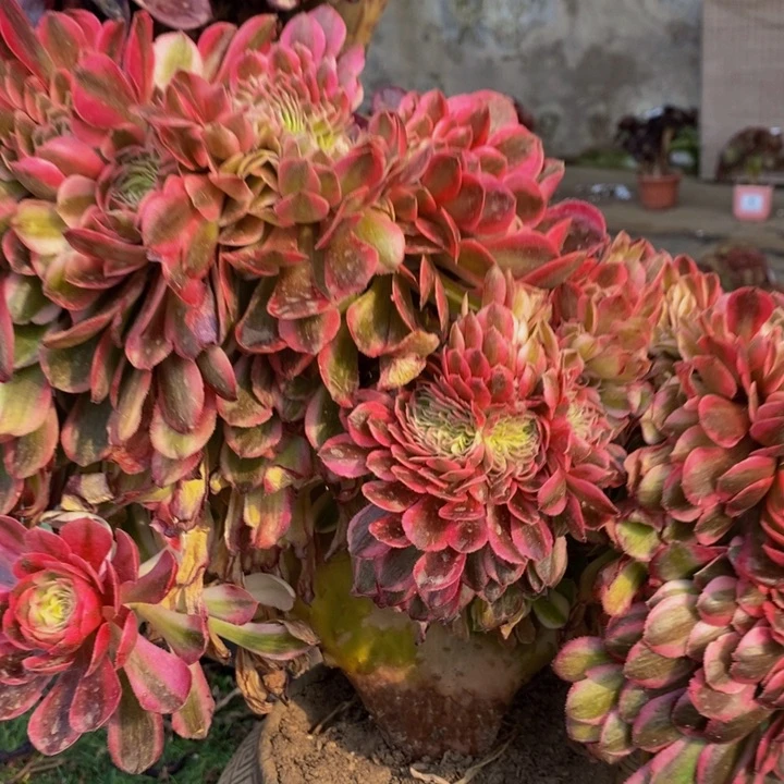 橙***园倾城一颗多肉植物