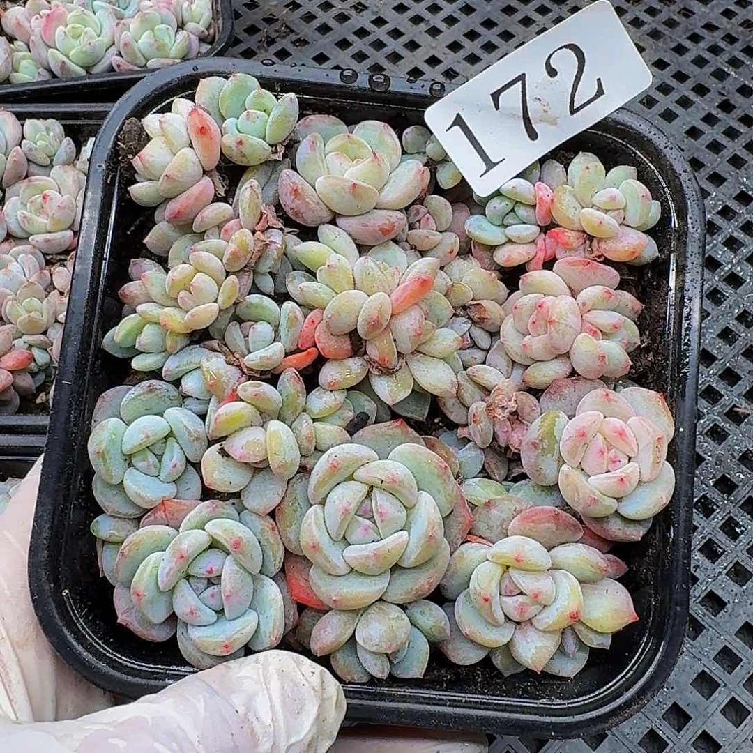 多肉植物多肉植物172