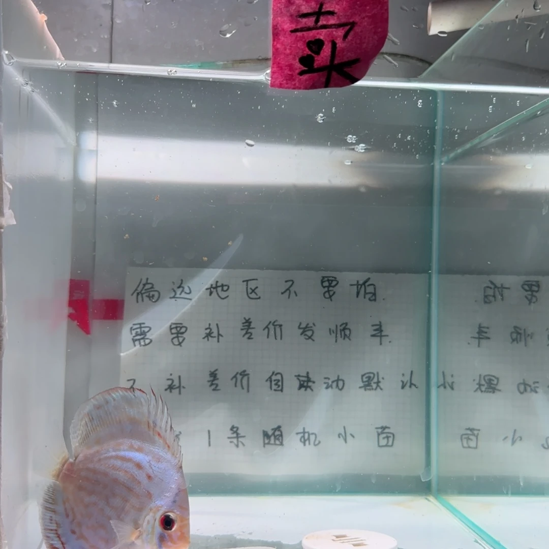 七彩神仙鱼肉身8左右，偏远地区不拍