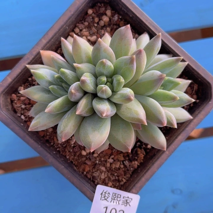 重楼福利111221111111