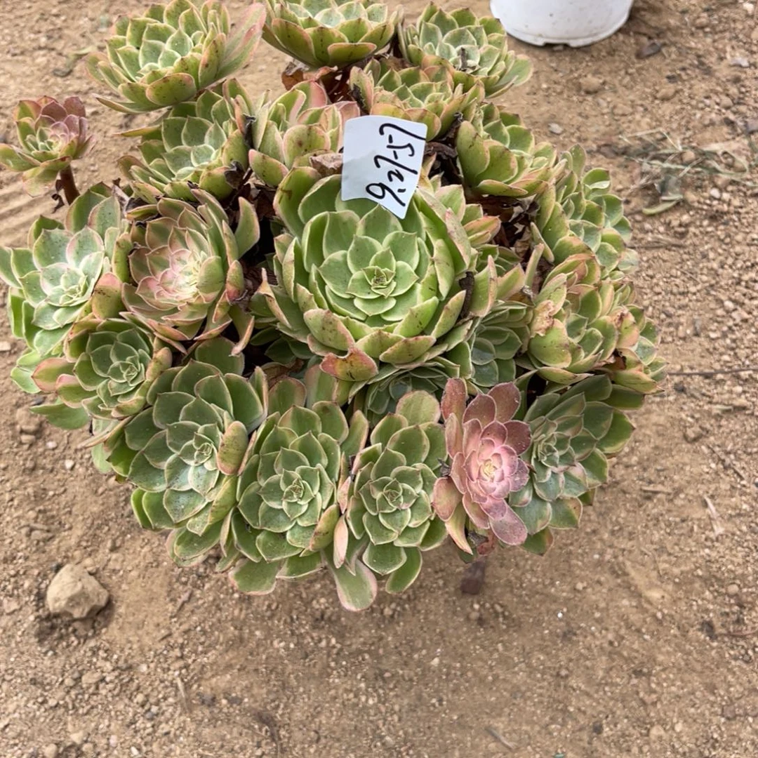 9.27-57夏荷手捧多肉
