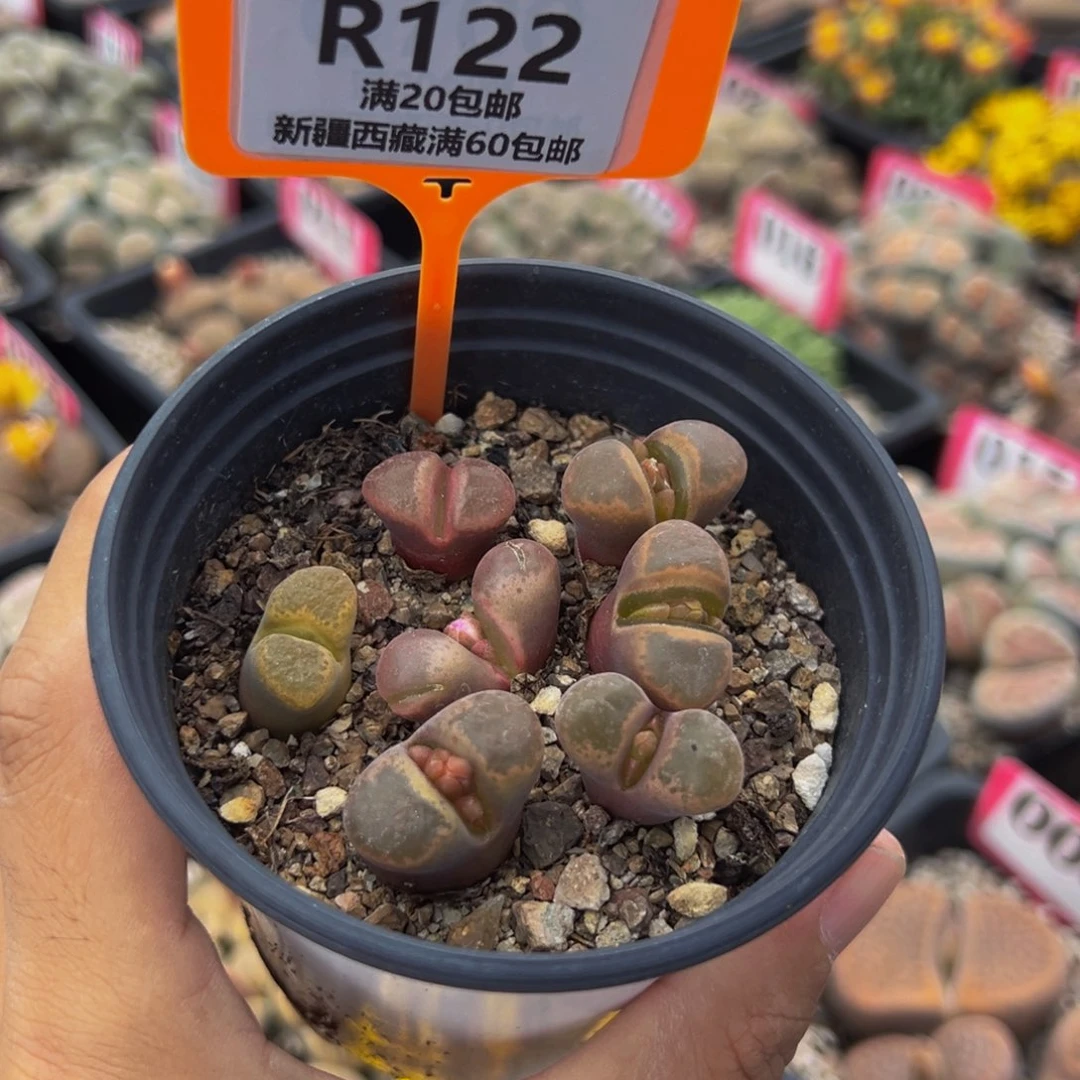 122 一物一拍，默认有伤，介意勿拍，不退不换