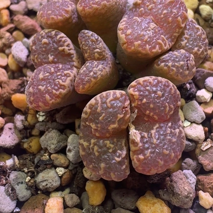 10号大窗泡泡勋章一物一拍